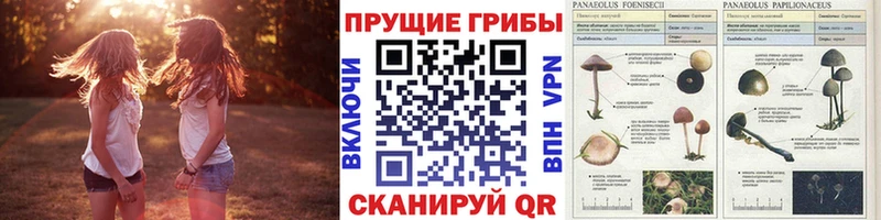 блэк спрут ТОР  площадка Telegram  Псилоцибиновые грибы прущие грибы  Динская 